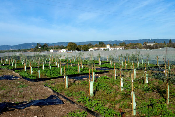Andalucía obtiene tres nuevas variedades de olivo más resistentes a la verticilosis