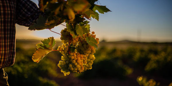 La Denominación de Origen Valdepeñas ha otorgado la valoración oficial de “muy buena” a la cosecha de 2019
