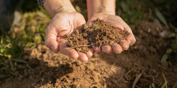 COPPEREPLACE, un proyecto internacional liderado por la PTV que reducirá el uso del cobre en viñedo