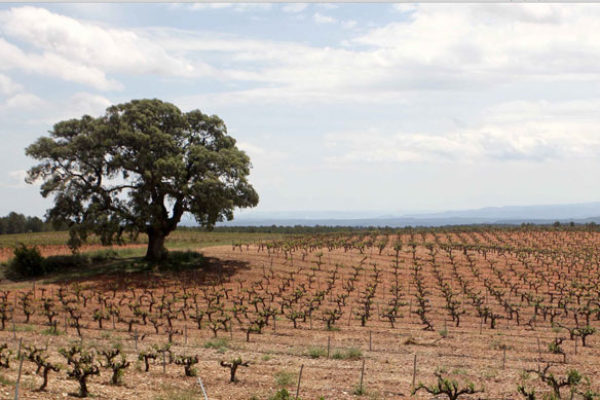 La venta de vinos de la DO Valencia roza los 45 millones de botellas en la campaña 2019/20