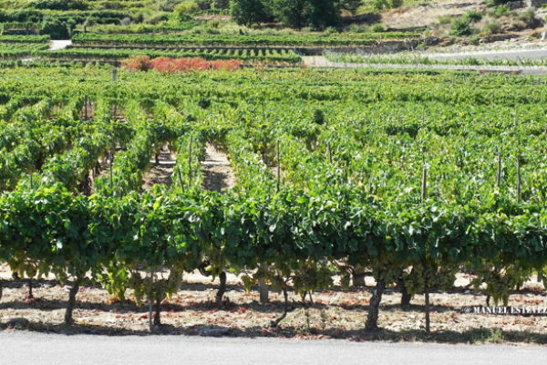 Los vinos de Rías Baixas mantienen su tendencia al alza en los mercados internacionales