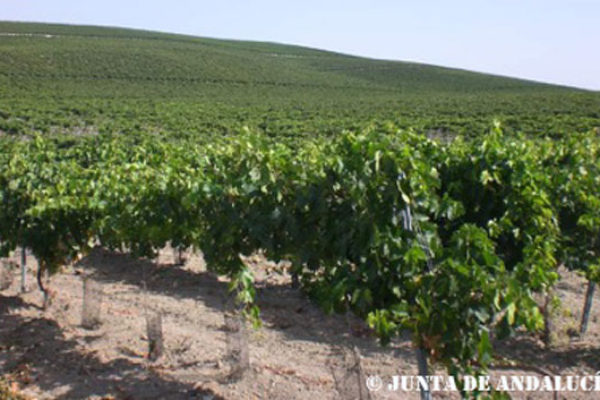 Ayudas por 5,9 millones para el viñedo en Andalucía