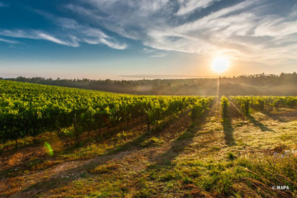 El Ministerio de Agricultura, Pesca y Alimentación analiza la situación del mercado del vino con organizaciones del sector