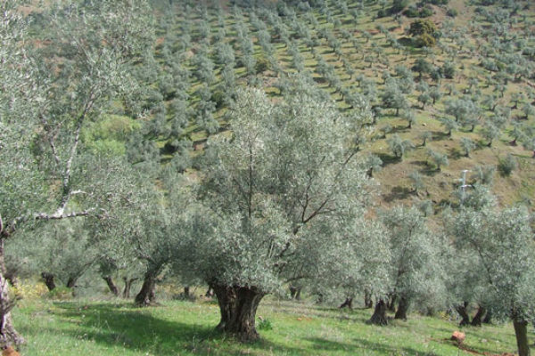 El paisaje del olivar en Andalucía, candidato a Patrimonio Mundial de la Unesco