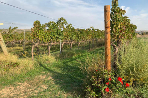 Los agricultores madrileños podrán realizar instalaciones sin calificación urbanística