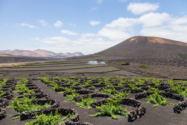 Canarias convoca ayudas de 3,7 millones al cultivo de la viña por hectárea