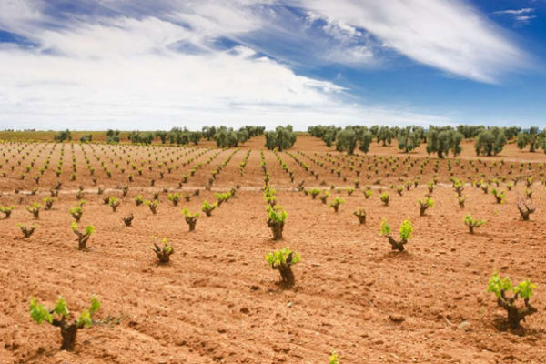 Extremadura convoca las ayudas para reestructuración y reconversión del viñedo, con 9 millones de euros