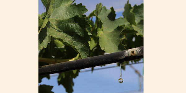 Uso sostenible del agua en los viñedos de uva de vinificación