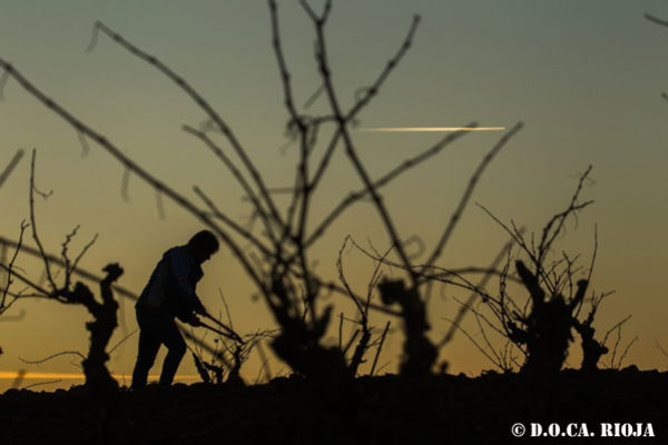 El Ministerio de Agricultura reconoce 17 nuevos parajes de la D.O.Ca. Rioja como ‘Viñedo Singular’.