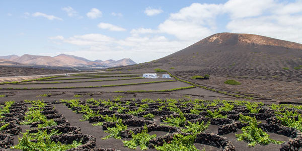 Canarias amplía en 10 días naturales el plazo de solicitud de las ayudas a los viticultores de las islas