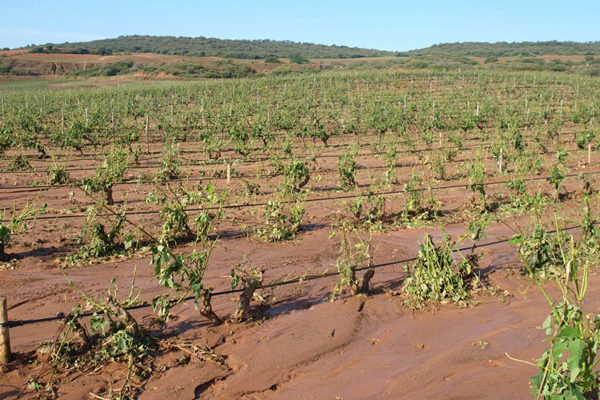 Recomendaciones de actuación a agricultores en viñedo y olivo tras las tormentas con granizo en La Rioja