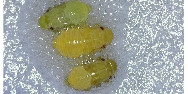 El grupo IN- Vid propone nuevas herramientas de biocontrol frente a Philaenus spumarius – principal vector de Xyllella fastidiosa