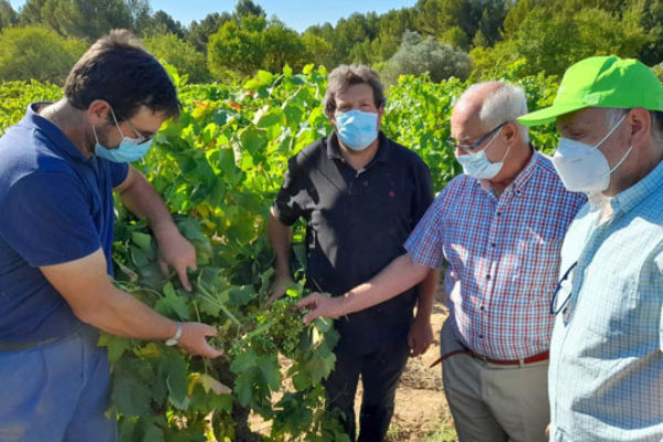 AVA-ASAJA pide al Gobierno valenciano que subvencione las trampas para combatir la polilla del racimo