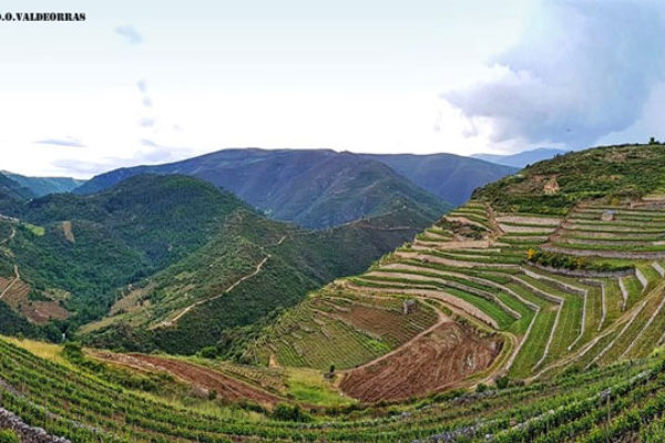 La Xunta destaca su compromiso a favor del sector del vino con medidas como la Estrategia sectorial o la Ley de recuperación de la tierra agraria de Galicia