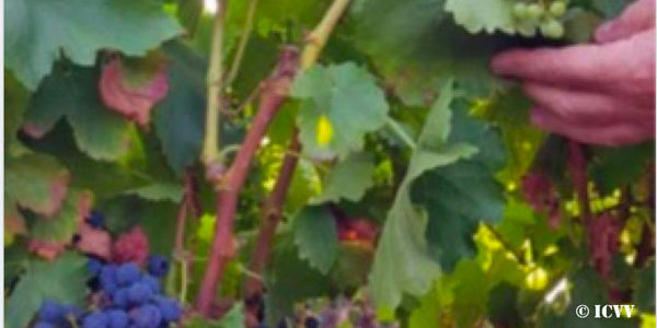 El calentamiento global permite producir una segunda cosecha de uva, de características totalmente distintas y claramente superiores a las de la primera cosecha