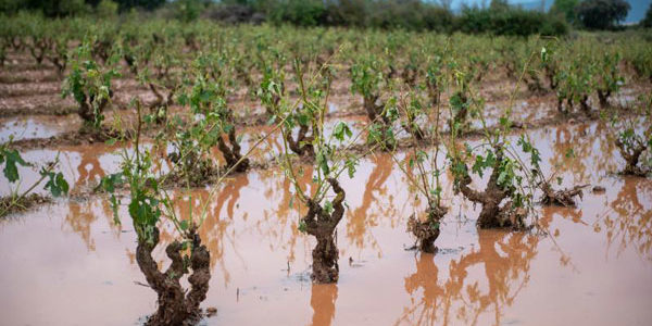 Rioja aprueba solicitar la declaración de zona gravemente afectada por las tormentas de junio