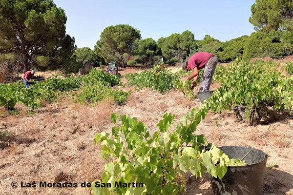 La D.O. Vinos de Madrid inicia su vendimia en Las Moradas de San Martín inicia con la variedad madrileña albillo real