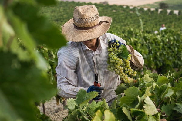 La vendimia 2021 en Jerez marca un nuevo record en términos de fecha de comienzo