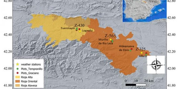 La variedad Graciano presenta más resiliencia que la Tempranillo frente al calentamiento climático en la D.O.Ca. Rioja