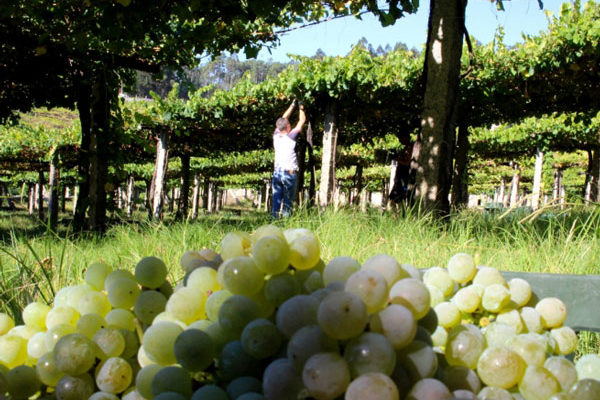 El Consejo Regulador Rías Baixas estima que se podrían recoger más de 43 millones de Kilos de uva durante la vendimia 2021