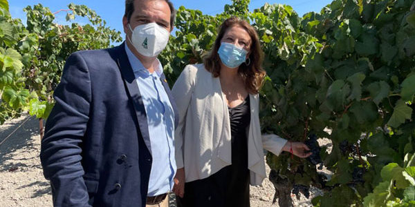 El proyecto Seawines de viticultura usa el alga asiática para reducir los fitosanitarios