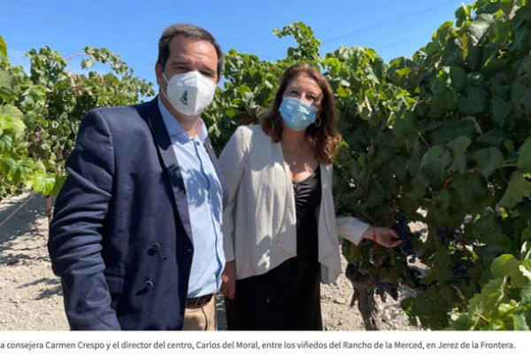 El proyecto Seawines de viticultura usa el alga asiática para reducir los fitosanitarios