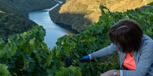 La D.O. Ribeira Sacra comienza los controles de maduración hoy 30 de agosto