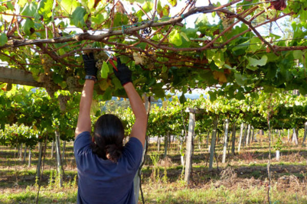 La D.O. Rías Baixas supera el ecuador de la vendimia con 28 millones de kilos recogidos