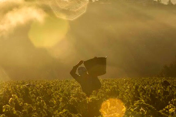 Buena evolución hacia la vendimia en la D.O.Ca Rioja