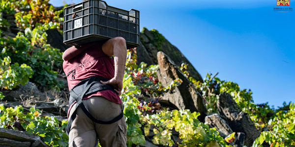 63 bodegas están vendimiando en la D.O. Ribeira Sacra cuando se llevan recogido 1.341.382 kilos