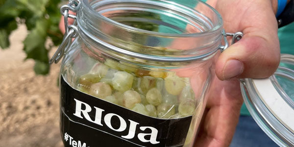 La Rioja entra de lleno en la vendimia