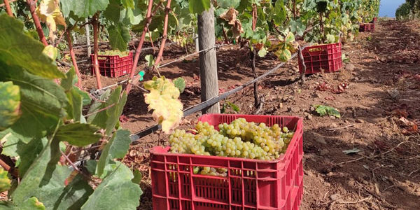 Avance de vendimia 2021 en Tacoronte-Acentejo