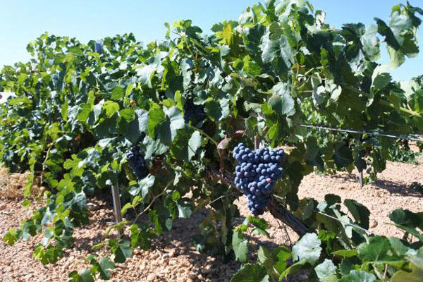 Castilla-La Mancha resuelve ayudas por casi 31 millones de euros para que los viticultores puedan mejorar la competitividad de sus viñedos
