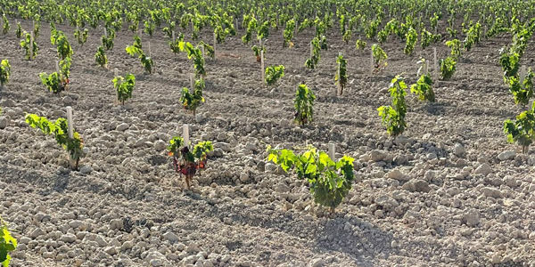 Bodegas Roda da un salto lateral en el sistema de plantación de viñedos
