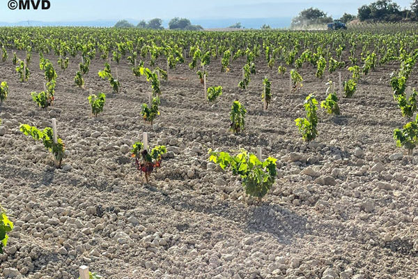 Bodegas Roda da un salto lateral en el sistema de plantación de viñedos