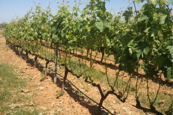 Extremadura abona otros 3,5 millones de euros del programa de apoyo al vino