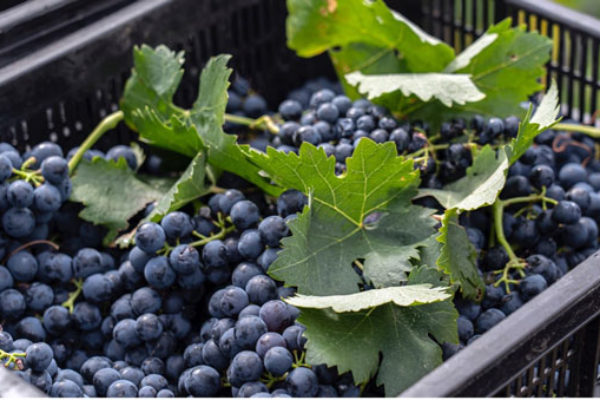 Finaliza la vendimia en la D.O. Ribeira Sacra mientras las bodegas embotellan al ritmo de antes de la pandemia
