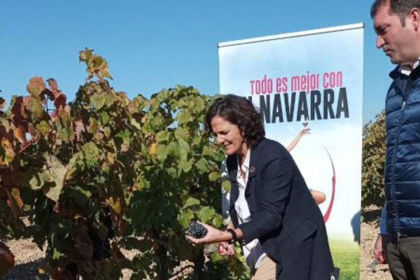 Finaliza la vendimia en la D.O.Navarra