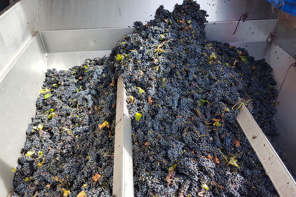 La D.O. Cigales finaliza la vendimia con la recogida de 7,8 millones de kilos de uva