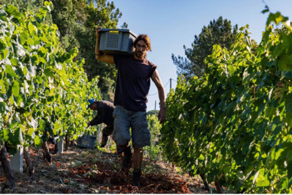 La D.O. Ribeira Sacra supera los 6 millones de kilos y mejora la pasada campaña