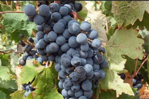 Asaja Almería señala que la sequía provoca la reducción del 20% de la cosecha de vino
