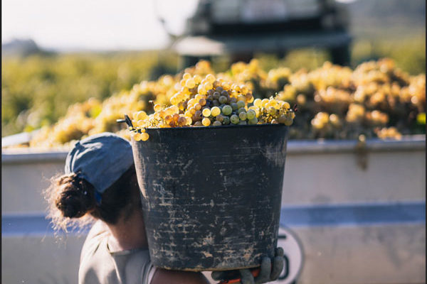 El Cava cierra una excelente vendimia cosechando 300 millones de kilos de uvas