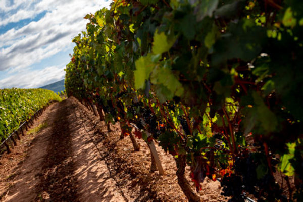 Nuevo pacto en la D.O.Ca. Rioja que limita el futuro crecimiento de la masa vegetal de la D.O.