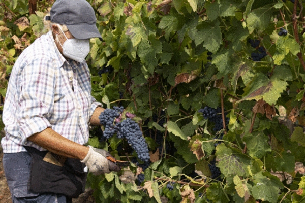 La D.O. Somontano ha recogido más de 21 millones de kilos de uva excelente tanto en términos de calidad como de cantidad