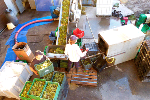 La D.O. Rías Baixas finalizó la vendimia con cerca de 44 millones de kilos de uva recogidos