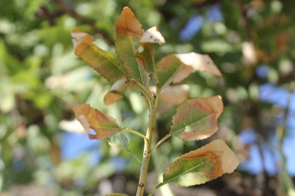 Valencia pone en marcha un plan de ayudas para iniciar la replantación de parcelas afectadas por la Xylella fastidiosa