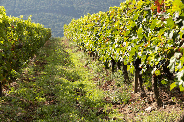La Xunta convoca más de 2,7 M€ en ayudas para fomentar la elaboración y la comercialización de productos vitivinícolas en los años 2022 y 2023