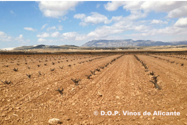 La comercialización de la D.O.P. Vinos de Alicante crece un 9,59% en la anterior campaña