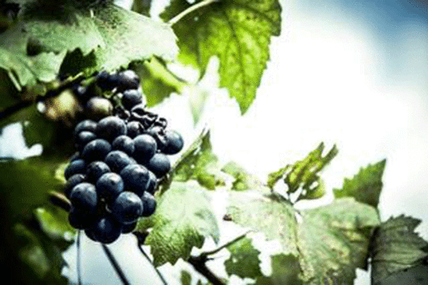 El futuro y oportunidades del vino ecológico, a debate en EcoWine2022