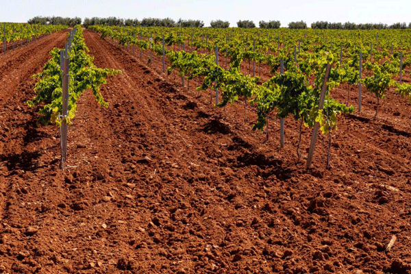 Extremadura publica la flexibilización de las condiciones para recibir las ayudas de la PAC a consecuencia de la sequía